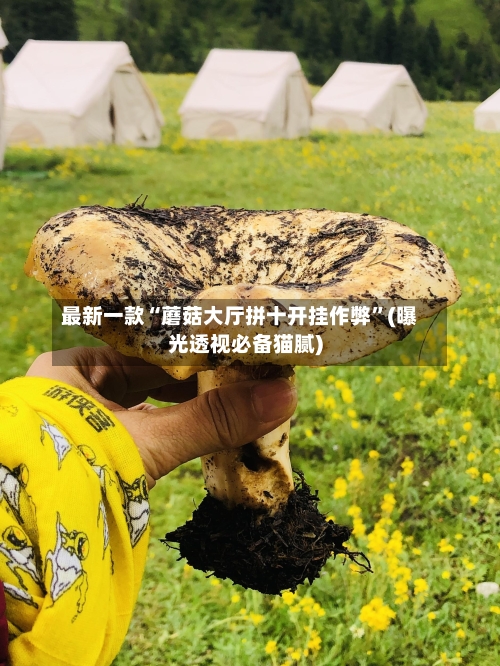 最新一款“蘑菇大厅拼十开挂作弊”(曝光透视必备猫腻)