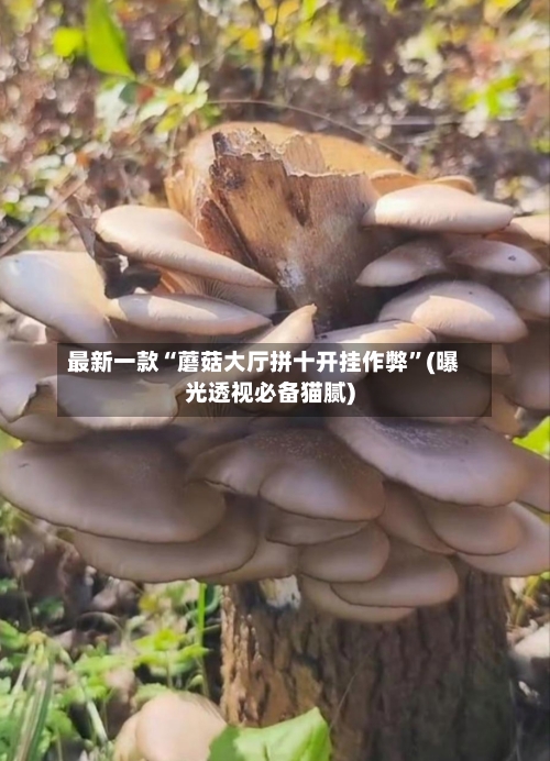 最新一款“蘑菇大厅拼十开挂作弊”(曝光透视必备猫腻)-第2张图片